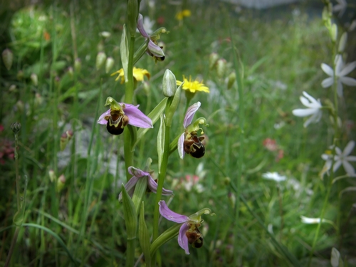 Ophrys apifera